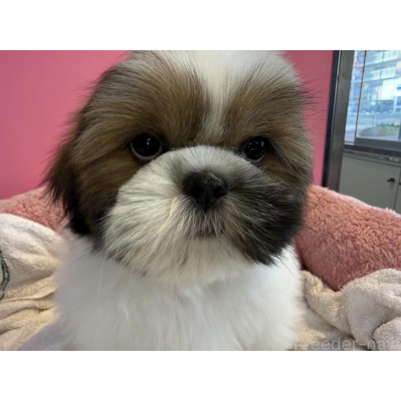 販売中の東京都のシーズー-445285の3枚目