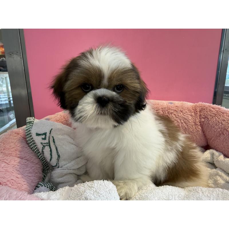 販売中の東京都のシーズー-445285の2枚目