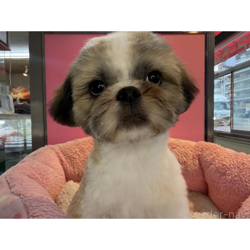 販売中の東京都のシーズー-436803