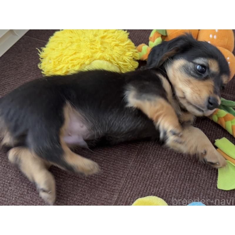 販売中の栃木県のミニチュアダックスフンド(ロングヘアード)-447053の4枚目