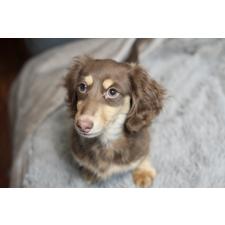 ♀︎カニンヘンダックスフンド(ロングヘアード)