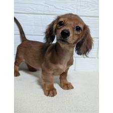 ♀︎ミニチュアダックスフンド(ロングヘアード)