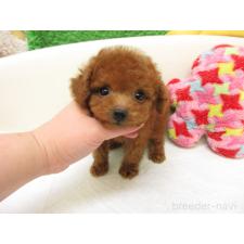 ♀︎トイプードル