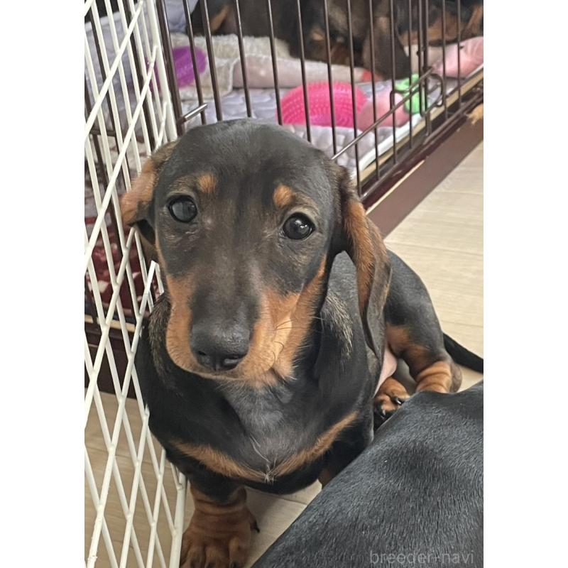 販売中の茨城県のミニチュアダックスフンド(スムースヘアード)-450246