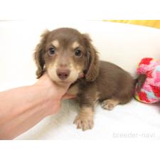 ♀︎ミニチュアダックスフンド(ロングヘアード)