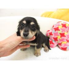 ♀︎ミニチュアダックスフンド(ロングヘアード)