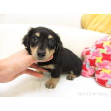 ♀︎ミニチュアダックスフンド(ロングヘアード)