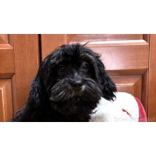 ♀︎ミックス犬