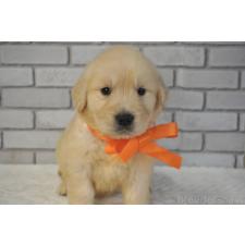 ♀︎ゴールデンレトリーバー