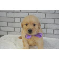 ♀︎ゴールデンレトリーバー