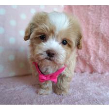 ♀︎マルプー:マルチーズ×トイプードル