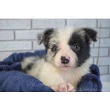 ♀︎ボーダーコリー