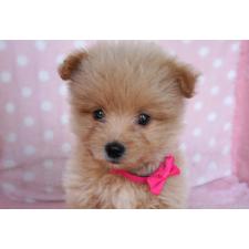 ♀︎ポメプー:ポメラニアン×トイプードル