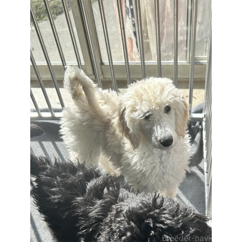 販売中の山梨県のスタンダードプードル-446463の5枚目