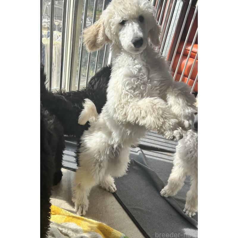 販売中の山梨県のスタンダードプードル-446463の4枚目