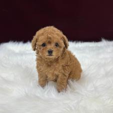 ♀︎ティーカッププードル