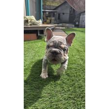 ♀︎フレンチブルドッグ