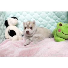 ♀︎シベリアンハスキー