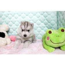 ♀︎シベリアンハスキー