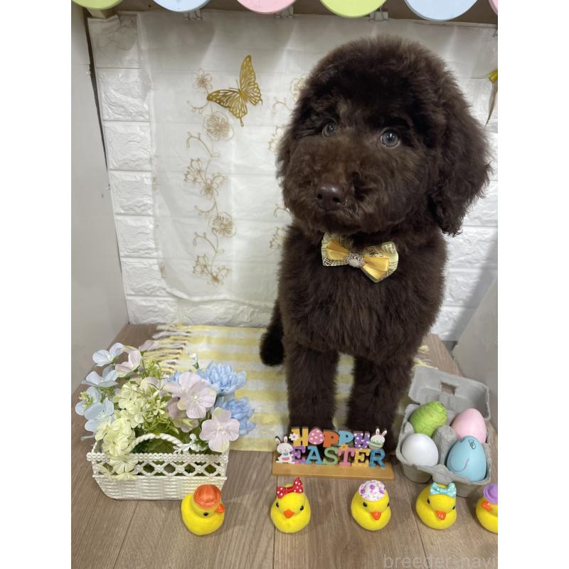 商談中の奈良県のスタンダードプードル-441839の6枚目