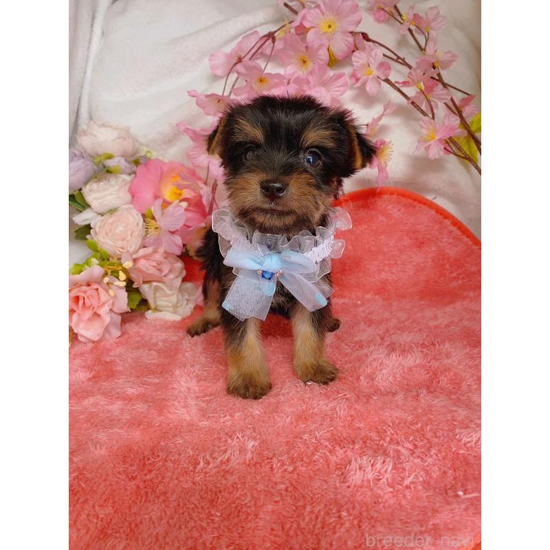 販売中の千葉県のヨークシャーテリア-444062の2枚目