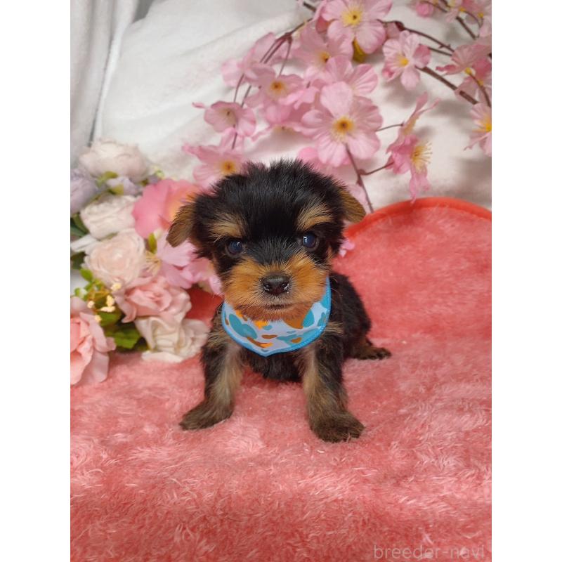 販売中の千葉県のヨークシャーテリア-444058の2枚目