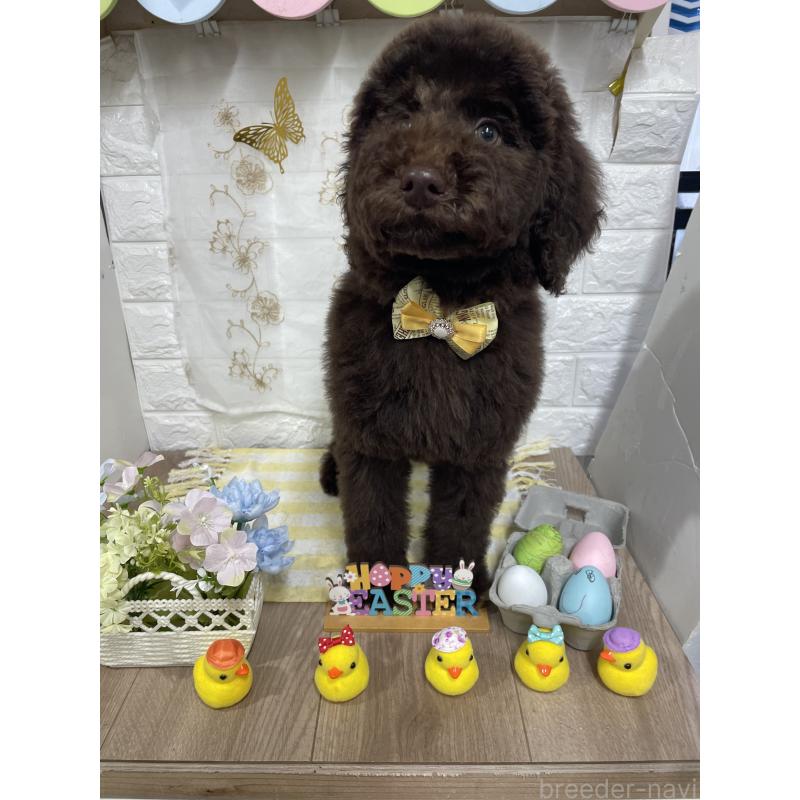 商談中の奈良県のスタンダードプードル-441839の5枚目