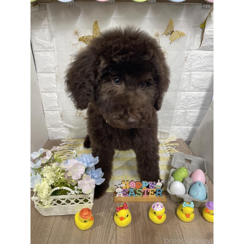 商談中の奈良県のスタンダードプードル-441839の3枚目