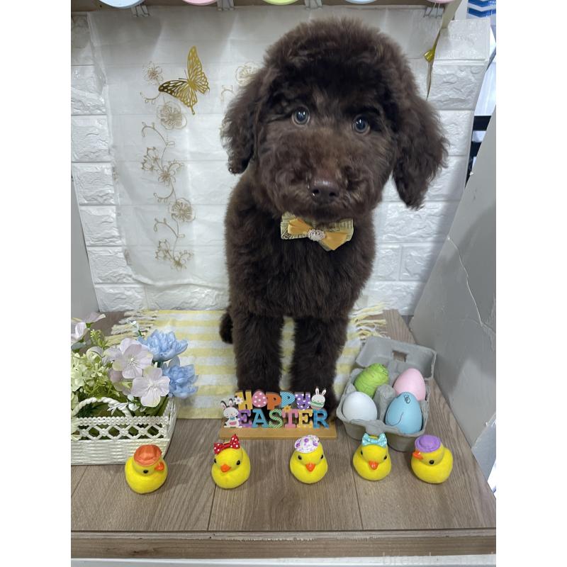 商談中の奈良県のスタンダードプードル-441839の2枚目