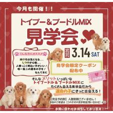 斎藤杏菜ブリーダー