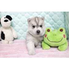 ♀︎シベリアンハスキー