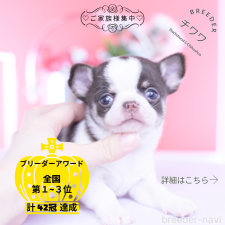 ♀︎チワワ(スムースコート)