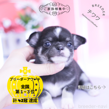 ♀︎チワワ(スムースコート)