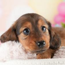 ♀︎ミニチュアダックスフンド(ロングヘアード)