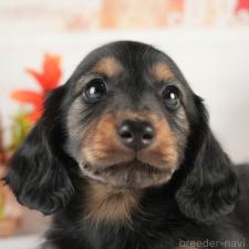 ♀︎ミニチュアダックスフンド(ロングヘアード)