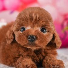 ♀︎タイニープードル