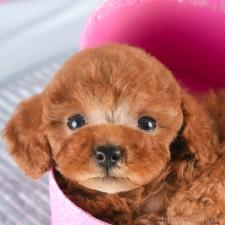 ♀︎タイニープードル