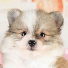 ♀︎ポメラニアン