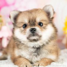 ♀︎ポメチワ:ポメラニアン×チワワ