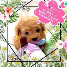 ♀︎ティーカッププードル
