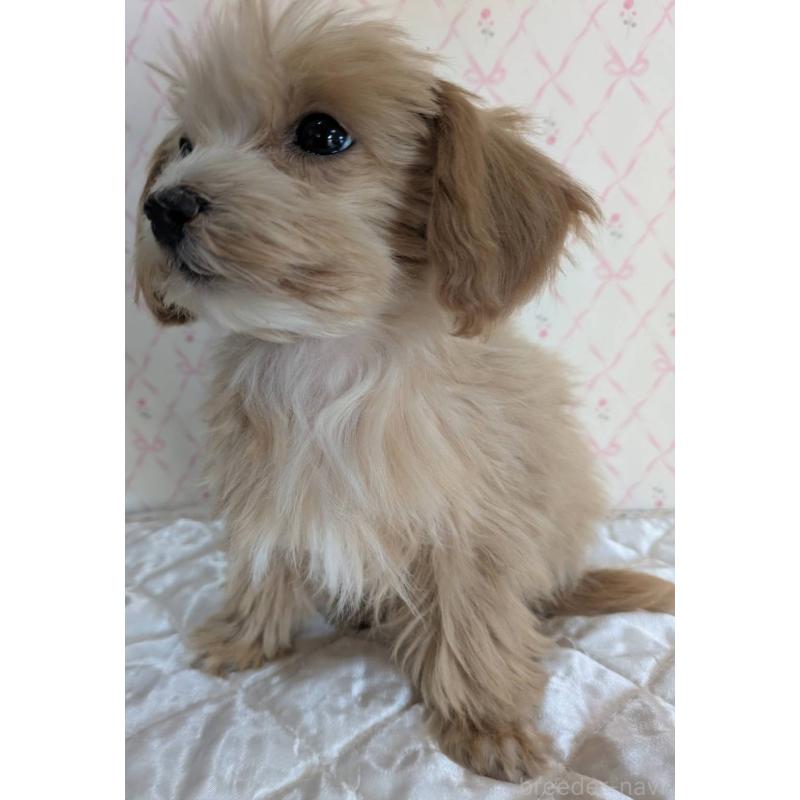 成約済の埼玉県のマルプー:マルチーズ×トイプードル-434618の23枚目