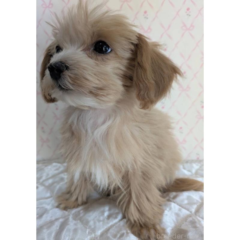 成約済の埼玉県のマルプー:マルチーズ×トイプードル-434618の22枚目