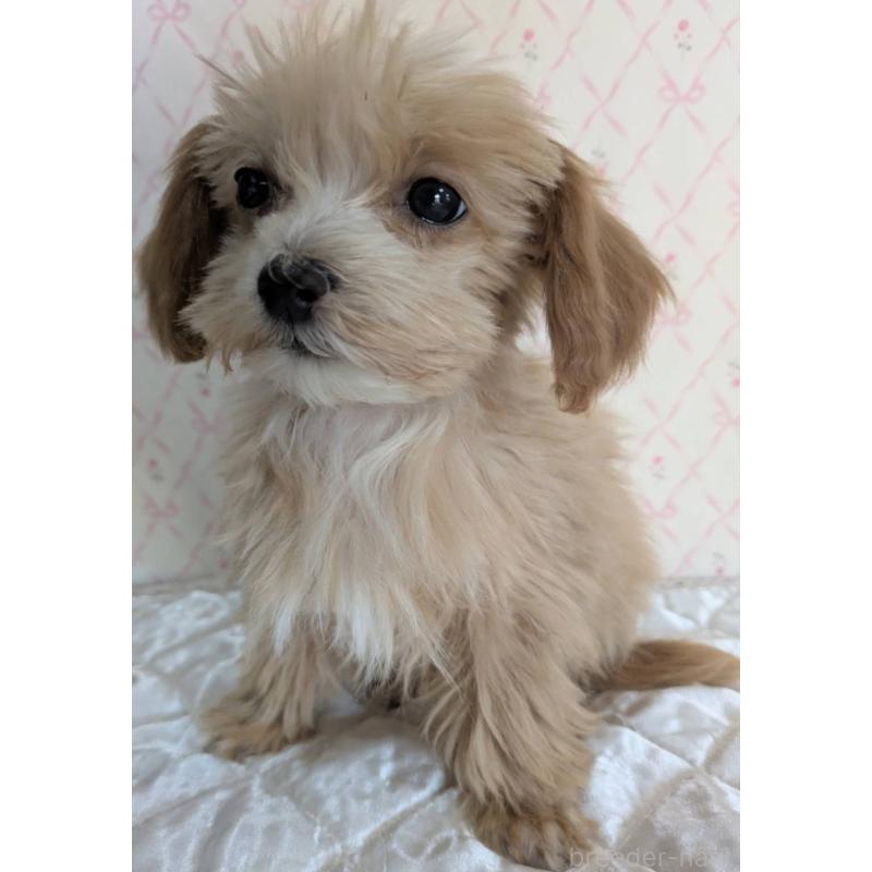 成約済の埼玉県のマルプー:マルチーズ×トイプードル-434618の21枚目