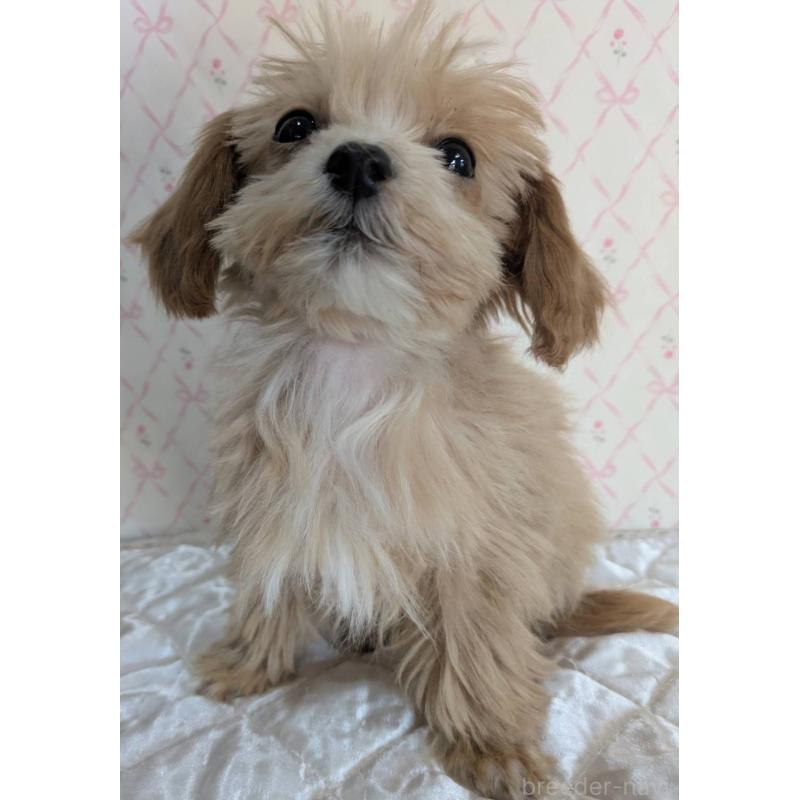 成約済の埼玉県のマルプー:マルチーズ×トイプードル-434618の20枚目