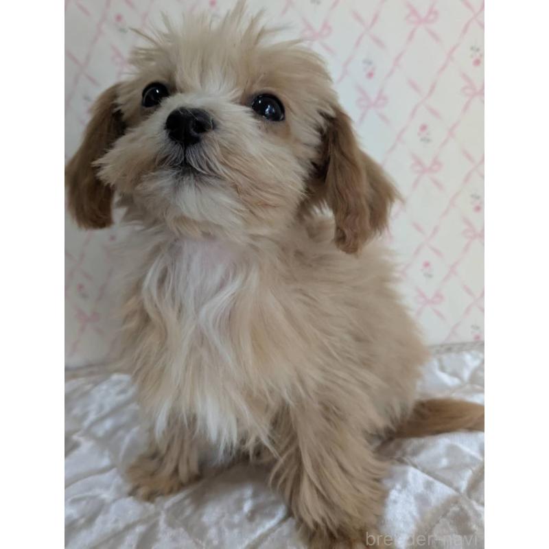 成約済の埼玉県のマルプー:マルチーズ×トイプードル-434618の19枚目