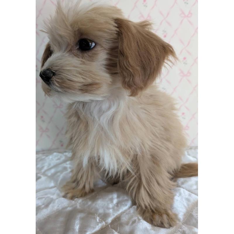 成約済の埼玉県のマルプー:マルチーズ×トイプードル-434618の18枚目