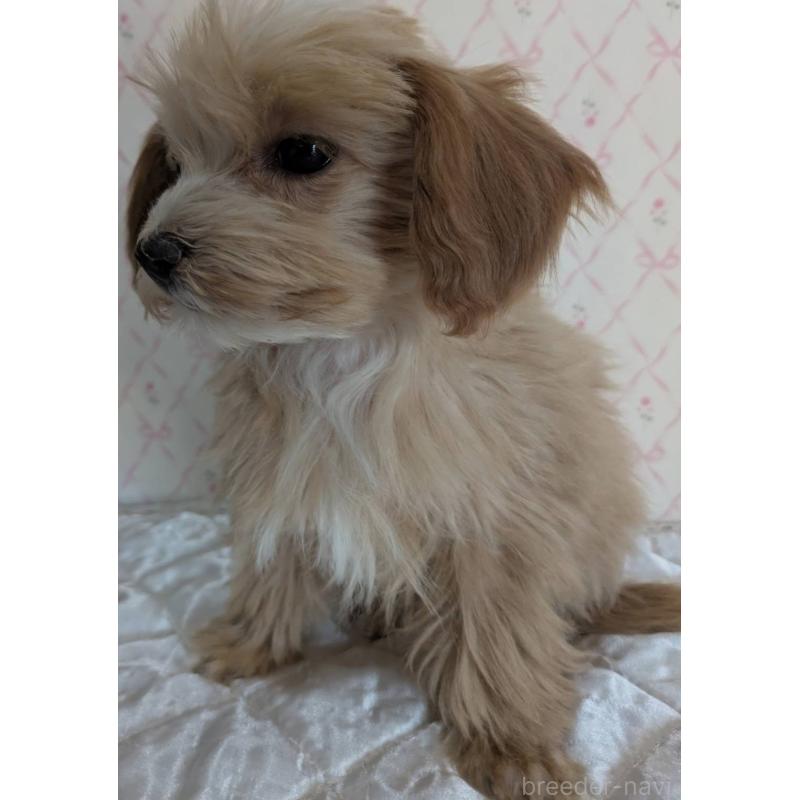 成約済の埼玉県のマルプー:マルチーズ×トイプードル-434618の17枚目