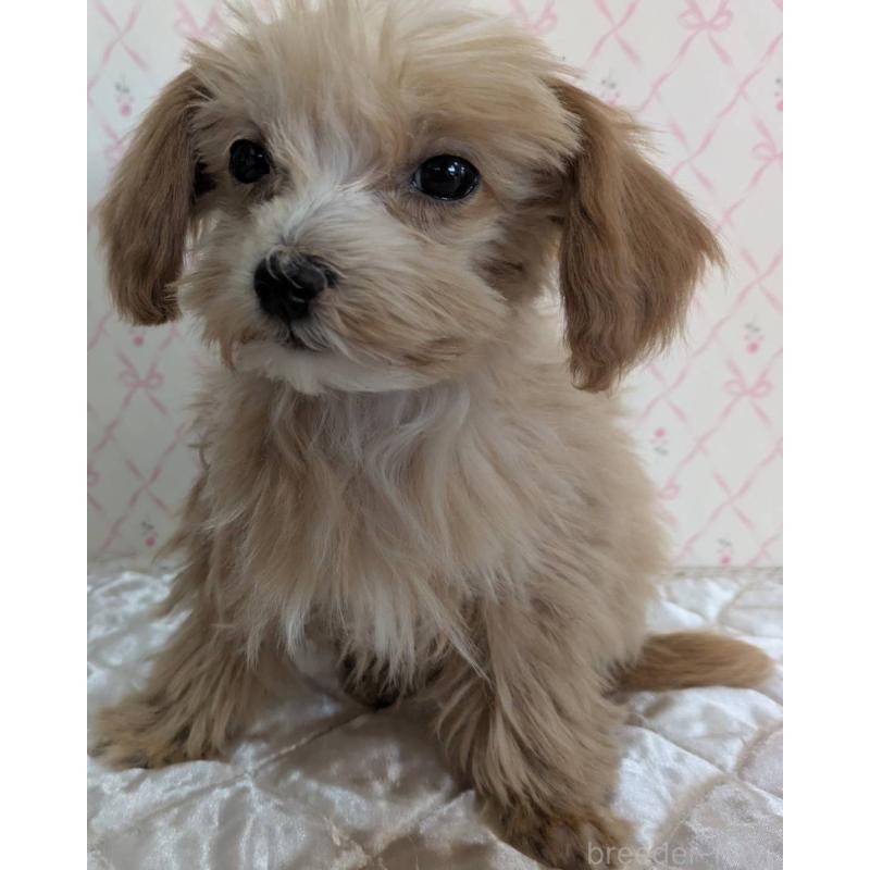 成約済の埼玉県のマルプー:マルチーズ×トイプードル-434618の16枚目