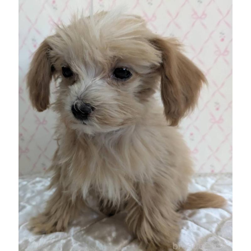 成約済の埼玉県のマルプー:マルチーズ×トイプードル-434618の15枚目