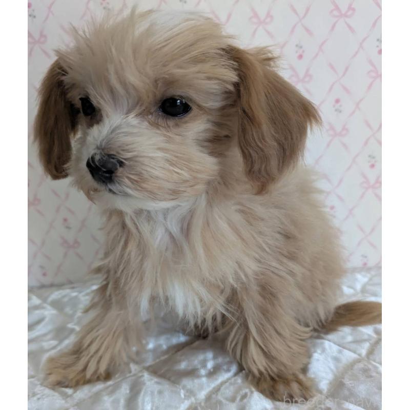 成約済の埼玉県のマルプー:マルチーズ×トイプードル-434618の14枚目